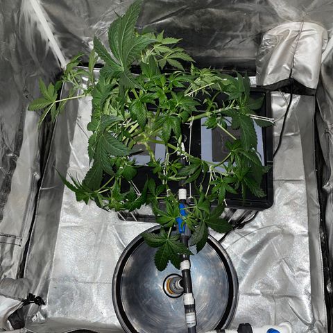 Royal Dwarf growlog timeline photo