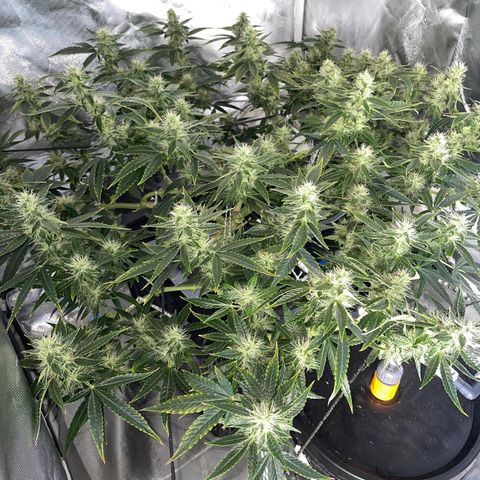Auto Citrus Skunk growlog timeline photo