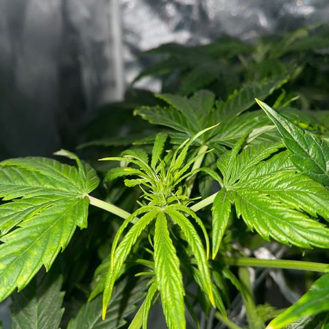 Royal Dwarf growlog timeline photo