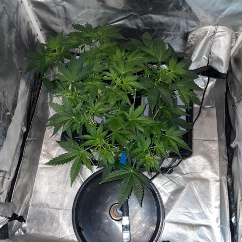 Royal Dwarf growlog timeline photo
