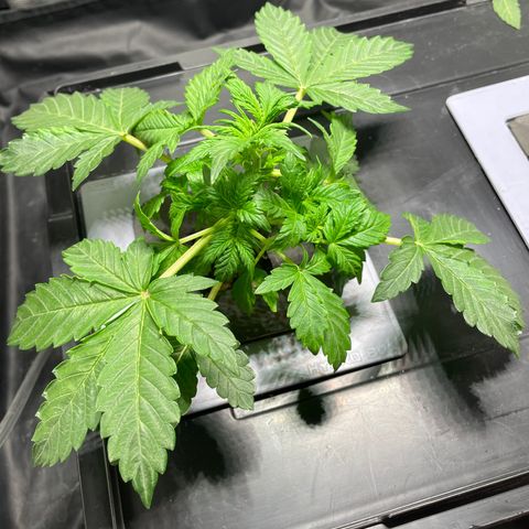 Royal Dwarf growlog timeline photo