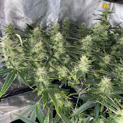 Auto Citrus Skunk growlog timeline photo