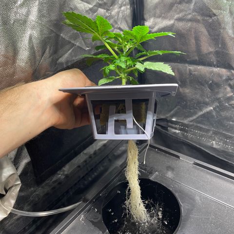 Royal Dwarf growlog timeline photo