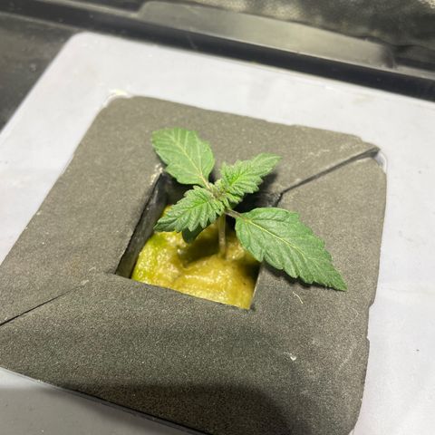 Royal Dwarf growlog timeline photo