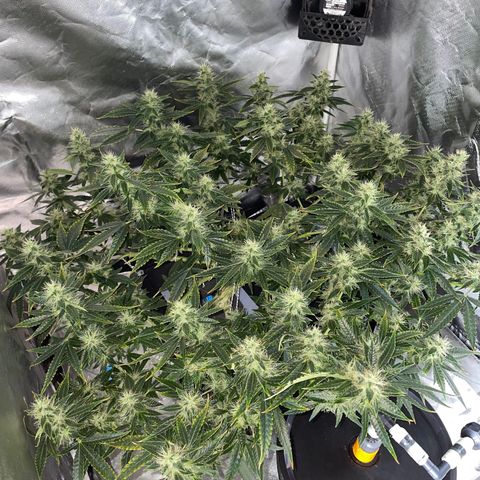 Auto Citrus Skunk growlog timeline photo