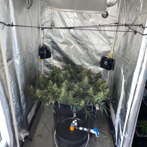 Auto Citrus Skunk growlog timeline photo