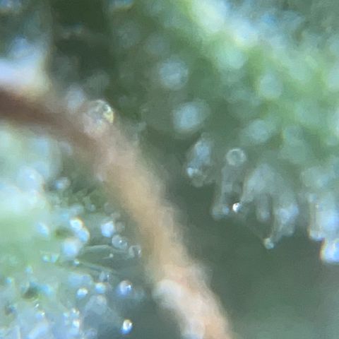 Auto Citrus Skunk growlog timeline photo