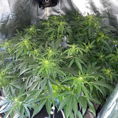Royal Dwarf growlog timeline photo