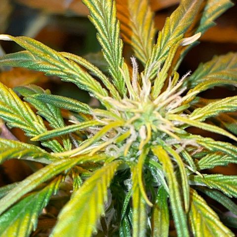 Royal Dwarf growlog timeline photo