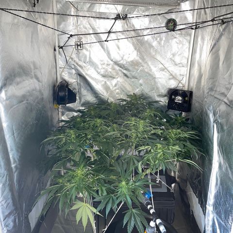 Royal Dwarf growlog timeline photo