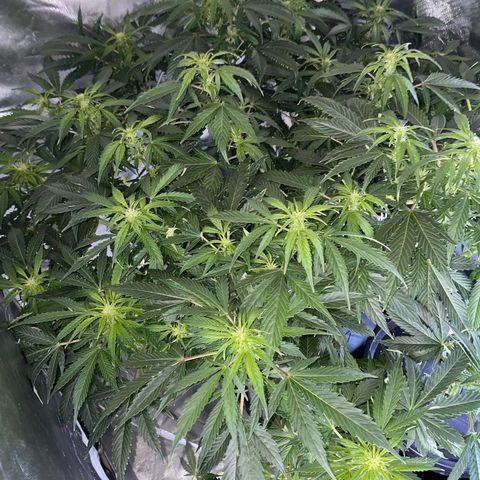 Royal Dwarf growlog timeline photo