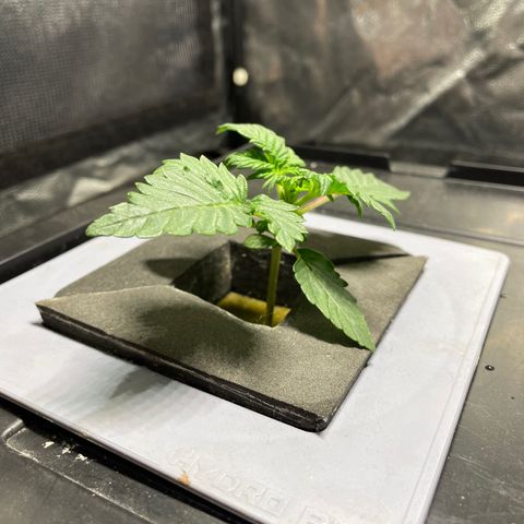 Royal Dwarf growlog timeline photo