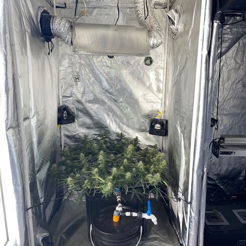 Auto Citrus Skunk growlog timeline photo