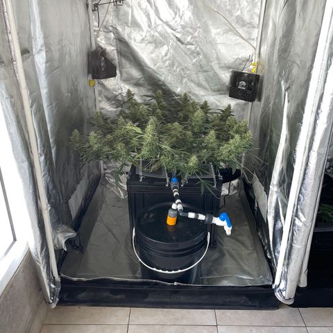 Auto Citrus Skunk growlog timeline photo