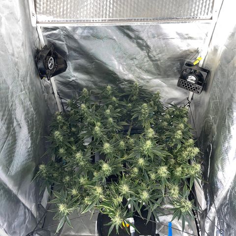 Auto Citrus Skunk growlog timeline photo
