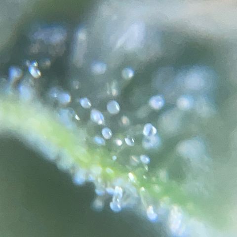 Auto Citrus Skunk growlog timeline photo