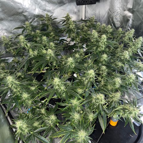Auto Citrus Skunk growlog timeline photo