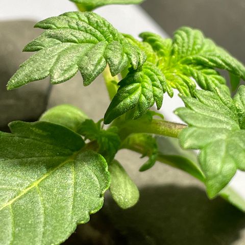 Royal Dwarf growlog timeline photo