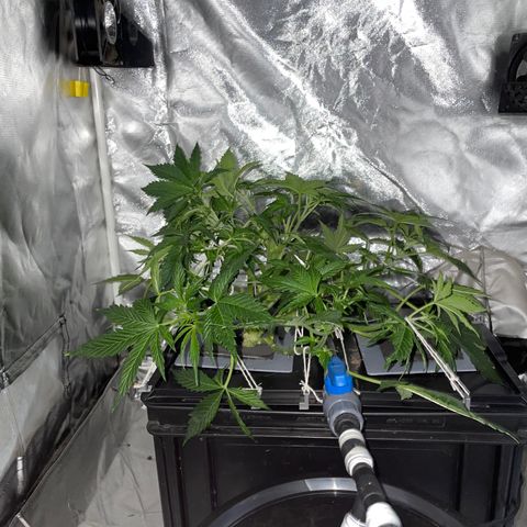 Royal Dwarf growlog timeline photo