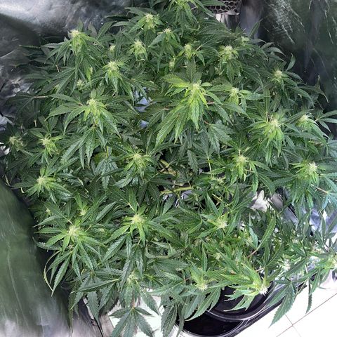 Royal Dwarf growlog timeline photo