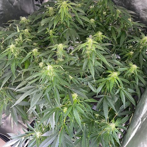Royal Dwarf growlog timeline photo
