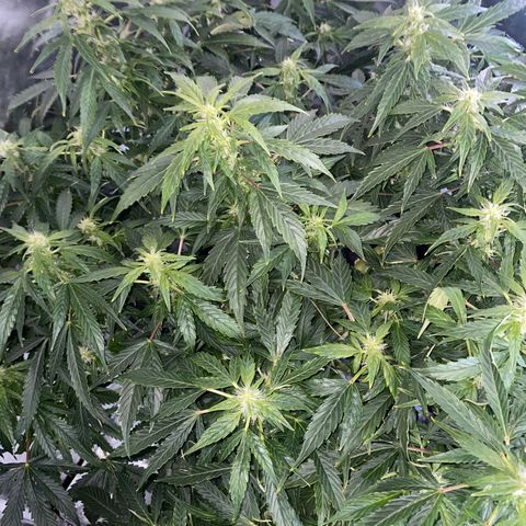 Royal Dwarf growlog timeline photo