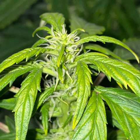 Royal Dwarf growlog timeline photo