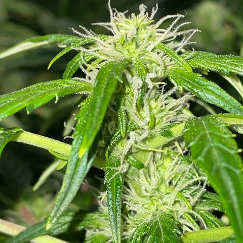 Royal Dwarf growlog timeline photo