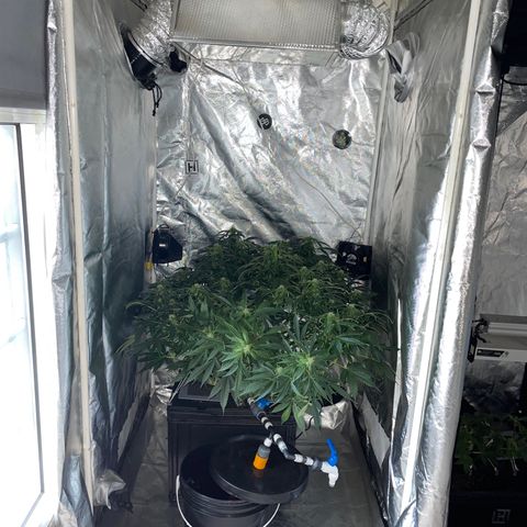 Royal Dwarf growlog timeline photo