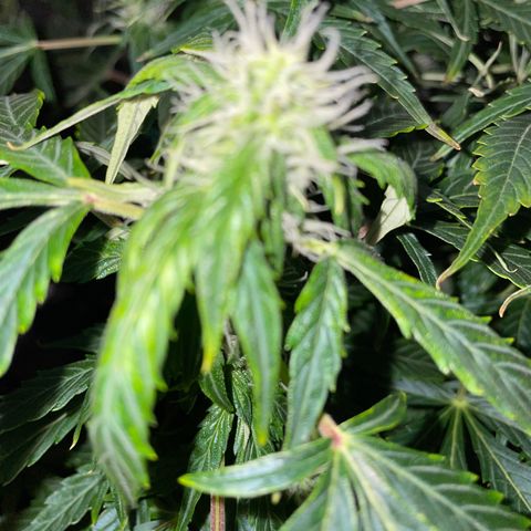 Royal Dwarf growlog timeline photo