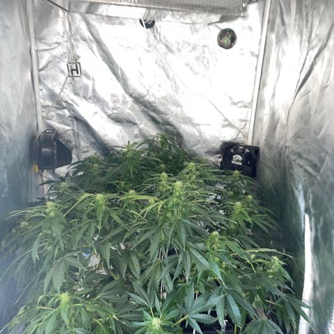 Royal Dwarf growlog timeline photo