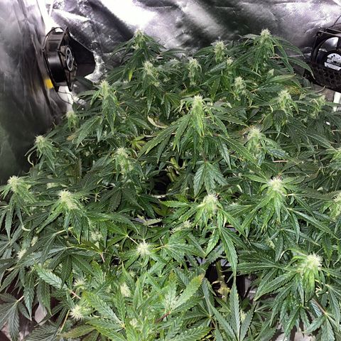 Royal Dwarf growlog timeline photo