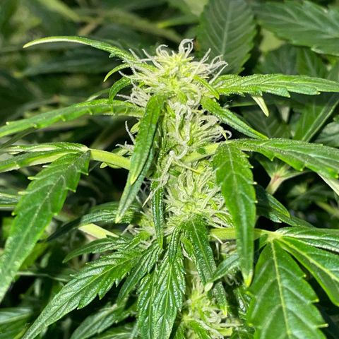 Royal Dwarf growlog timeline photo