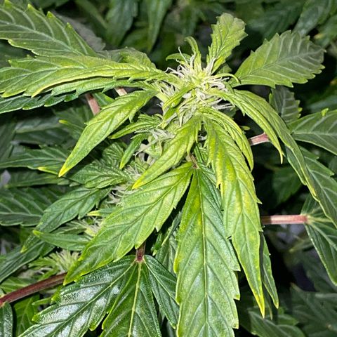 Royal Dwarf growlog timeline photo