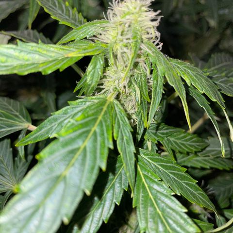 Royal Dwarf growlog timeline photo