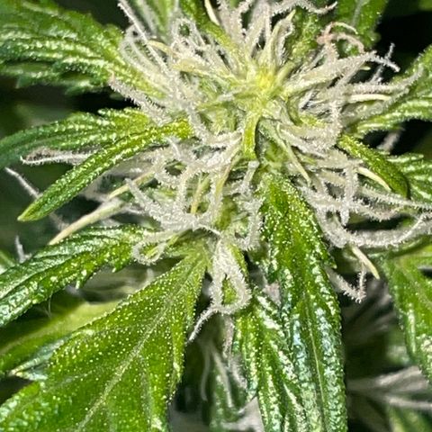 Royal Dwarf growlog timeline photo