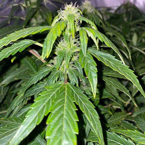 Royal Dwarf growlog timeline photo