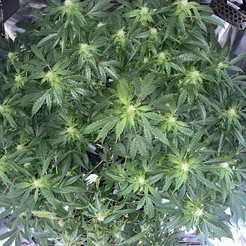 Royal Dwarf growlog timeline photo