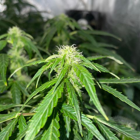 Royal Dwarf growlog timeline photo