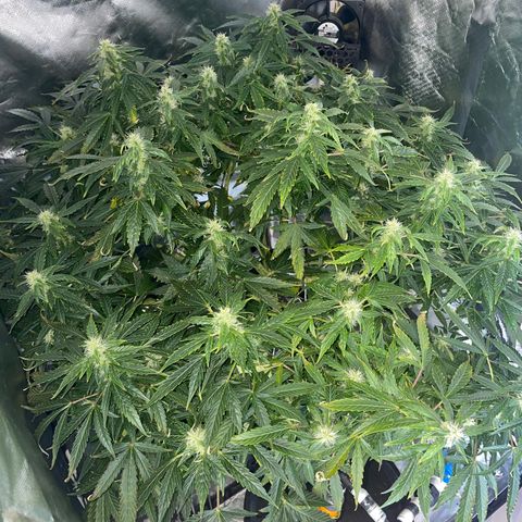 Royal Dwarf growlog timeline photo
