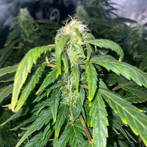 Royal Dwarf growlog timeline photo