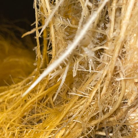 Royal Dwarf growlog timeline photo