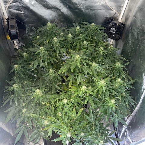 Royal Dwarf growlog timeline photo