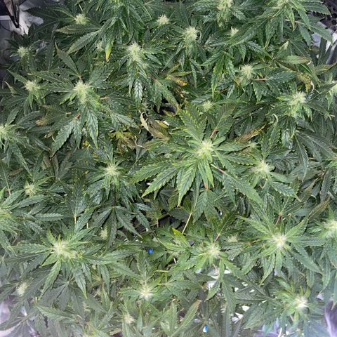 Royal Dwarf growlog timeline photo