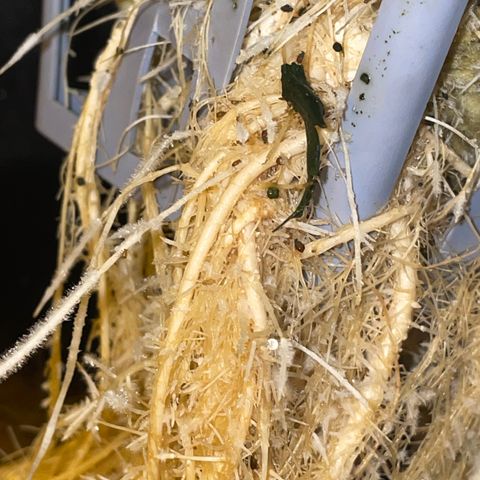 Royal Dwarf growlog timeline photo