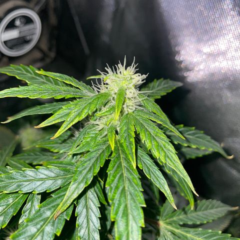 Royal Dwarf growlog timeline photo