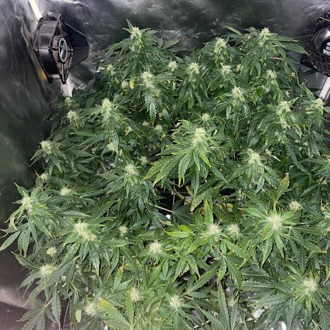 Royal Dwarf growlog timeline photo