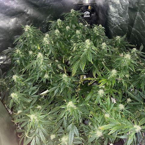 Royal Dwarf growlog timeline photo