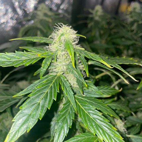 Royal Dwarf growlog timeline photo