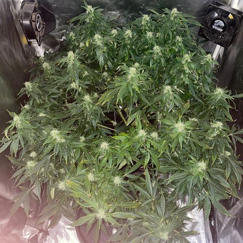 Royal Dwarf growlog timeline photo